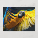 Search for ara postcards Animal