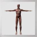 Search for muscular anatomy posters Male likeness