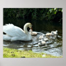 Recherche de cygne blanc posters Nature