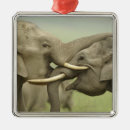 Search for indian elephant ornaments Corbett