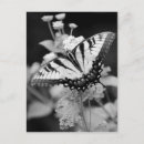 Recherche de papillon noir blanc cartes postales Jolie