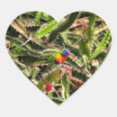 Search for lorikeet stickers Rainbow