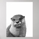 Recherche de loutres posters Loutre de rivière