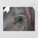 Recherche de cheval noir cartes postales Cheval de trait