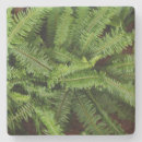 Search for green fern coasters Flora