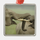 Search for indian elephant ornaments Wildlife