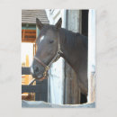 Search for love horses postcards Pony