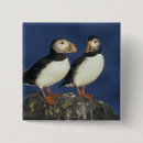 Recherche de petit oiseau badges Faune