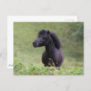 Search for shetland ponies postcards Breed