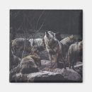Search for pack magnets Wolf