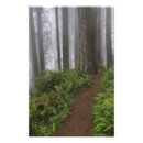 Search for old growth forest art Lush
