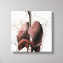 Search for respiratory system art Organ
