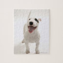 Search for bull terrier puzzles Dog