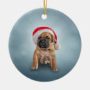 Search for cane corso gifts Beautiful