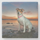 Search for sit coasters Dog