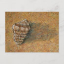 Recherche de conique cartes postales Coquillage