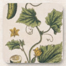 Search for herbal coasters Garden