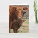 Search for cow valentines day cards Red