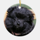 Search for black pomeranian ornaments Dwarf spitz