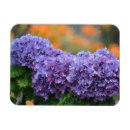 Search for hydrangeas magnets Garden