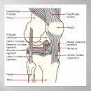Search for joints posters Human