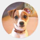 Search for jack russell terrier stickers Cute