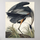 Search for great blue heron posters Coastal bird