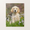 Search for golden retriever puzzles Doggy