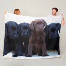 Search for chocolate lab blankets Labrador retriever