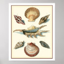 Search for shell beach posters Ocean