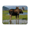 Search for marshes magnets Animals