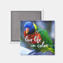 Search for lorikeets magnets Colourful