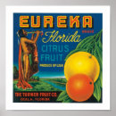Search for citrus fruit posters Illustration