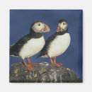 Recherche de oiseau macareux magnets Bec