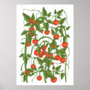 Recherche de fruit de la vigne posters Tomates
