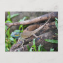Recherche de chameleon cartes postales Animaux