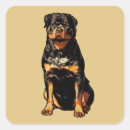 Search for rottweiler stickers Illustration
