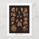 Recherche de animaux mer cartes postales Créatures marines