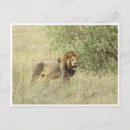 Search for male lion postcards Lioness