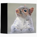 Search for squirrel binders Rodent