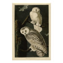 Search for snowy owls posters Illustration