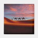Search for camel desert magnets Middle east