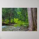 Search for pristine posters Forest
