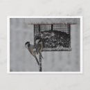Recherche de oiseaux de neige cartes postales Plumes