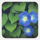Search for morning glory stickers Floral