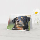 Search for dog get well cards Sweet