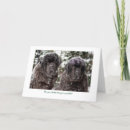 Recherche de chien de newfie cartes postales Newfies