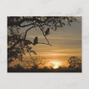Search for silhouetted postcards Tree