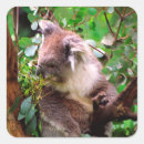 Search for australian bear stickers Nature