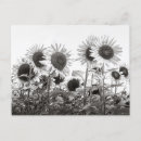 Search for black and white flowers postcards Floral